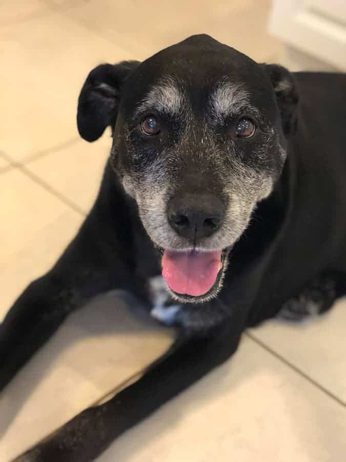 monarch pet memorial services